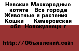 Невские Маскарадные котята - Все города Животные и растения » Кошки   . Кемеровская обл.,Новокузнецк г.